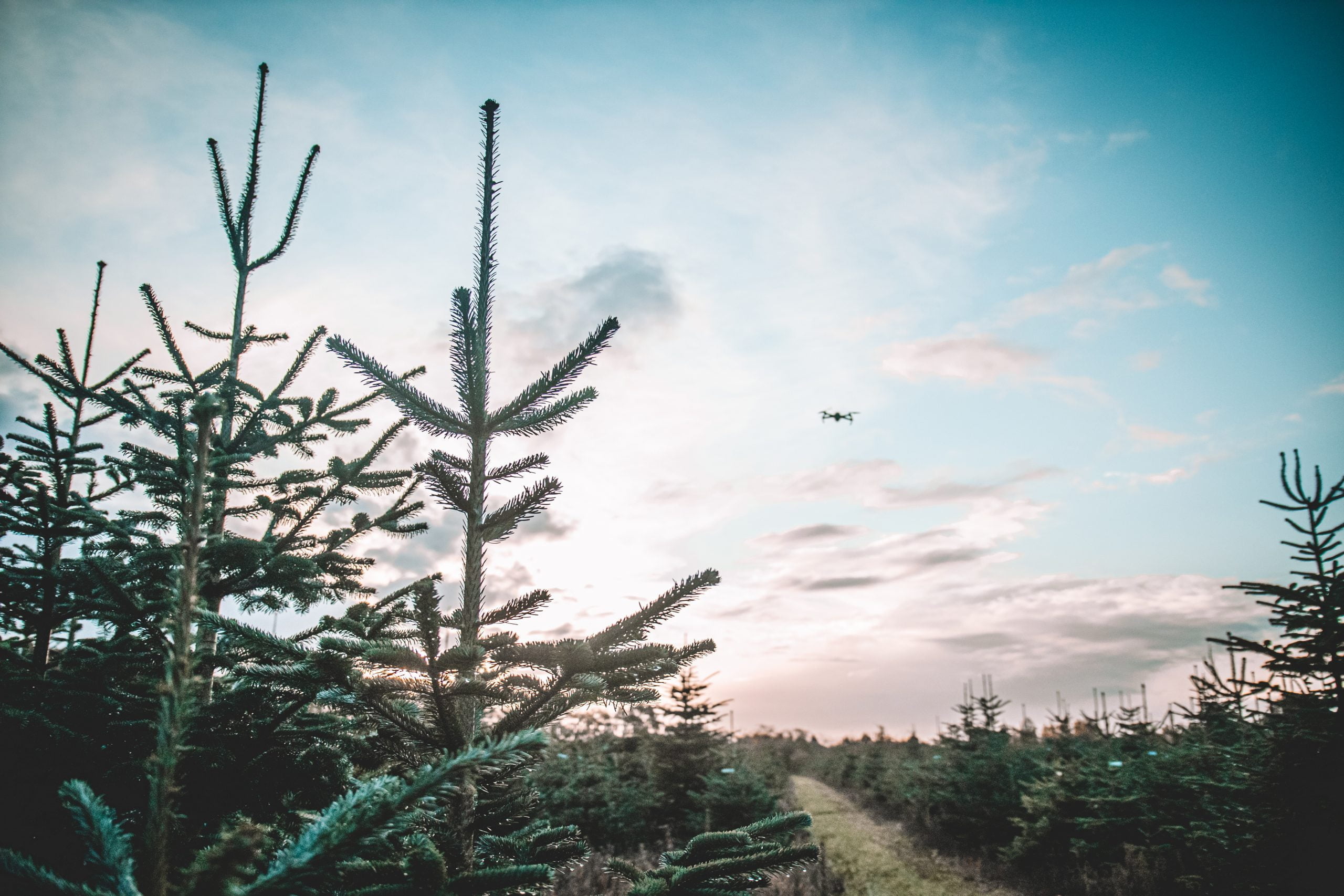 Kerstbomen versturen Nederland